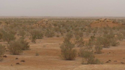درختکاری در دشت کویر