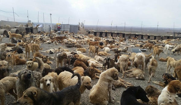 ساخت پناهگاه حیوانات پردیس تبریز